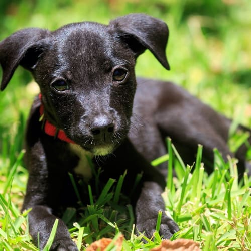 Pi ~ On Trial 15/1/15