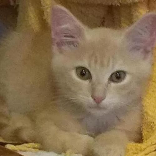 Toby     Kitten Kapers Rescue
