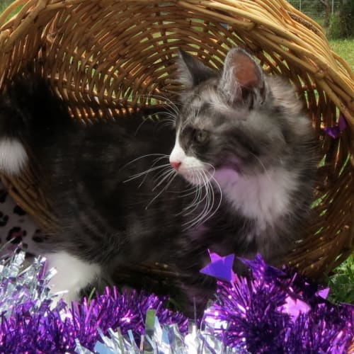"Tippy" - Purrfect Match