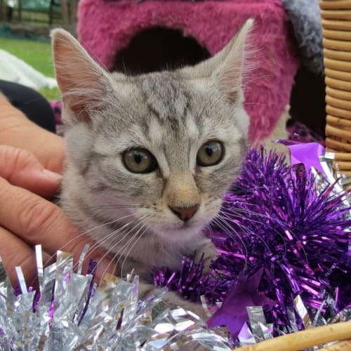 "Dottie" - Purrfect Match