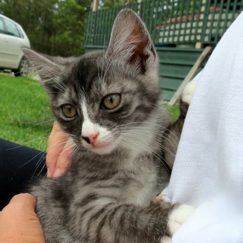 "Dora" - Purrfect Match