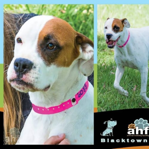 Liza 6083 Boxer 4/6yrs