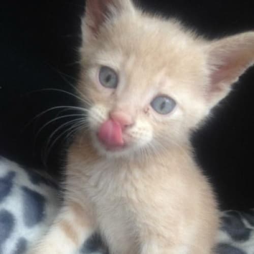 Simba