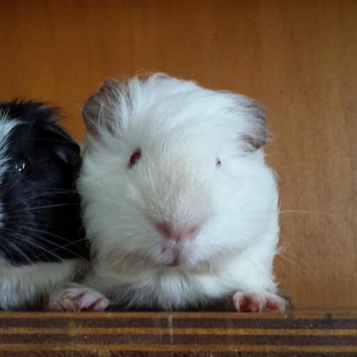 Alec and Grady