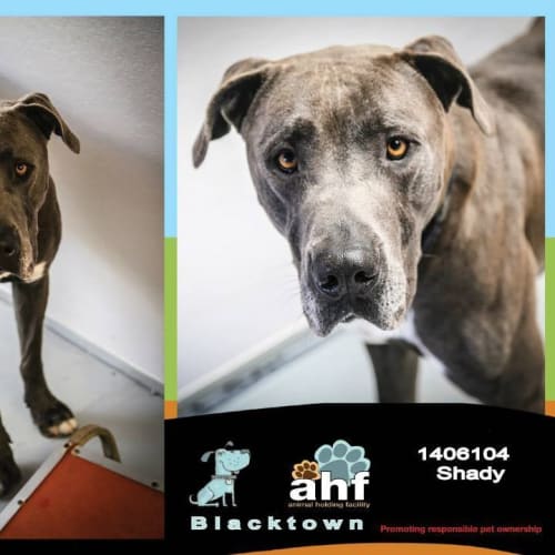 Shady 6104 Great Dane x Bull Mastiff 4/6yrs