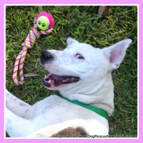 Ally ~ dog and cat friendly ~ Adopted 7/4/2015