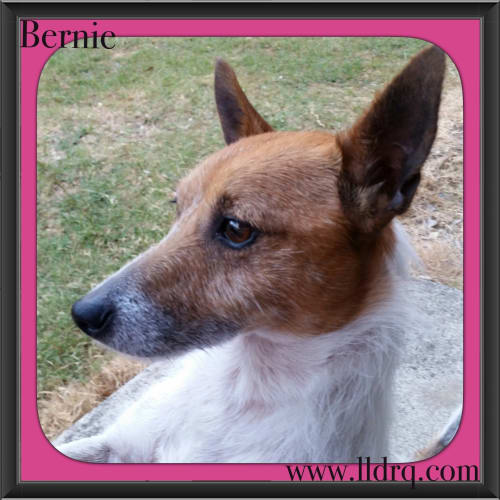 Bernie 