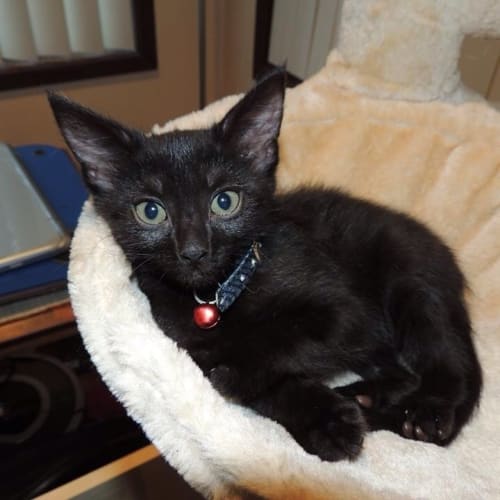 Comet! beautiful female kitten