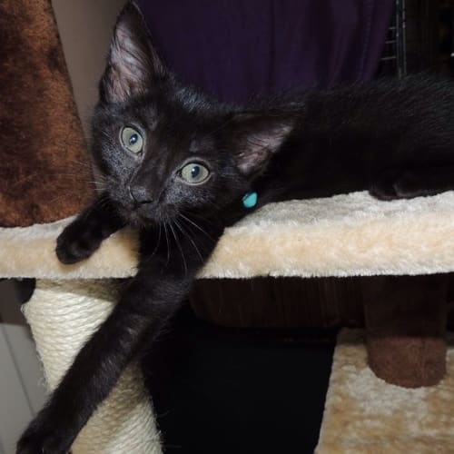 Blitzen female kitten