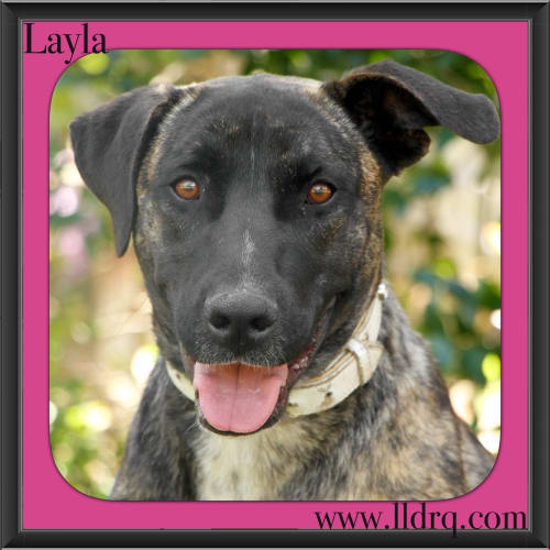 Layla