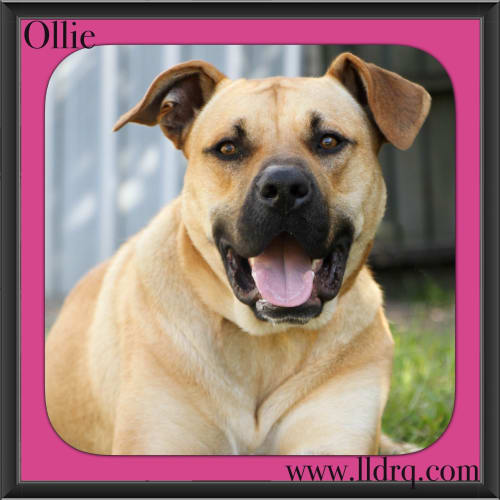 Ollie