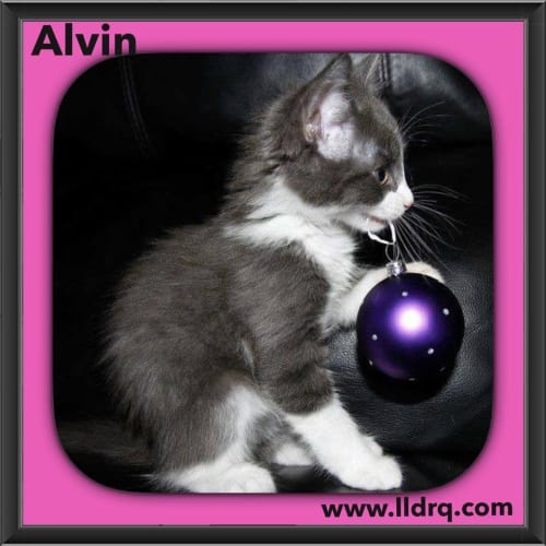 Alvin