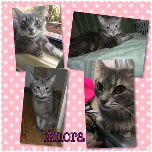 Anora