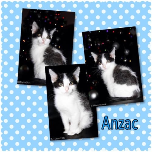 Anzac