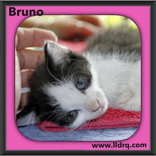 Bruno 
