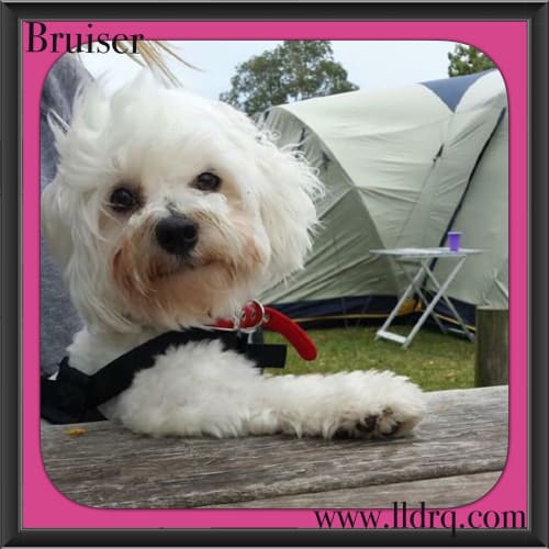 Bruiser 