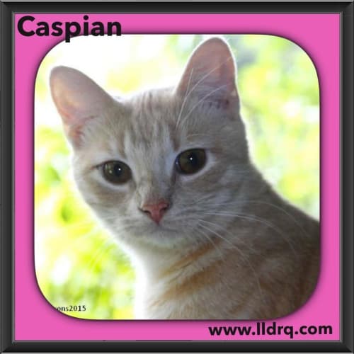 Caspian 