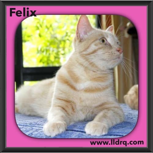 Felix 