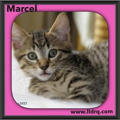 Marcel 