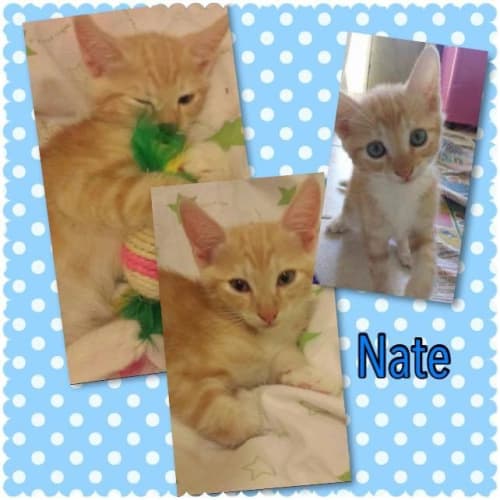 Nate 