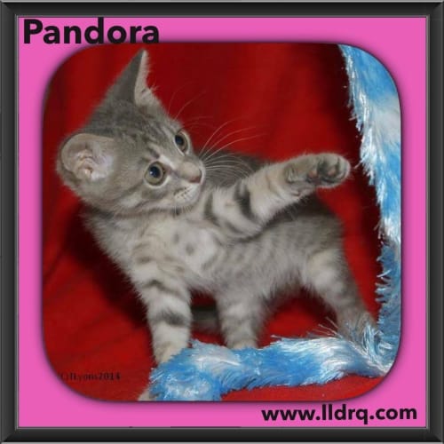 Pandora 