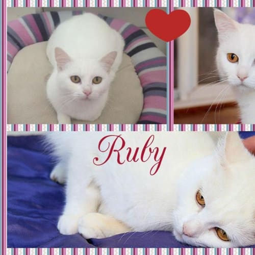 Ruby 
