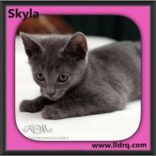 Skyla 