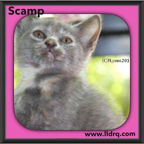 Scamp 
