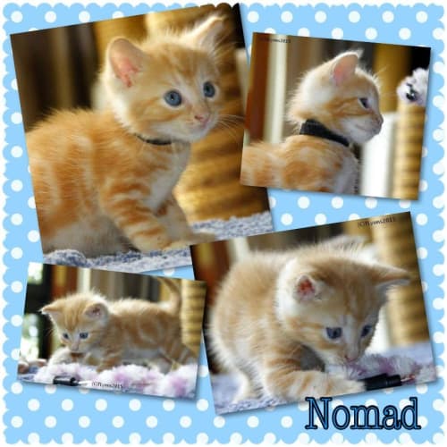 Nomad 