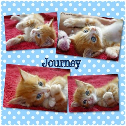 Journey 