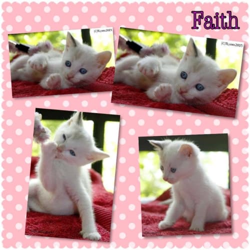 Faith 