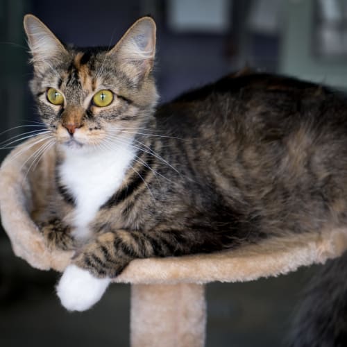 Hazel