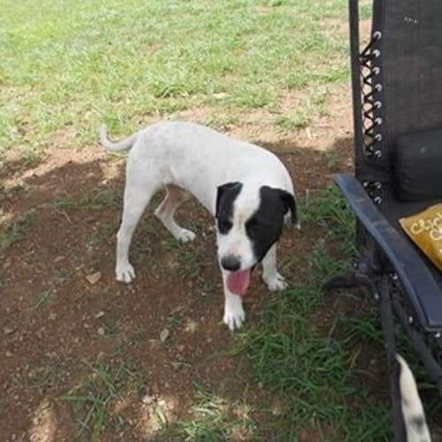 Connor (adoption pending)