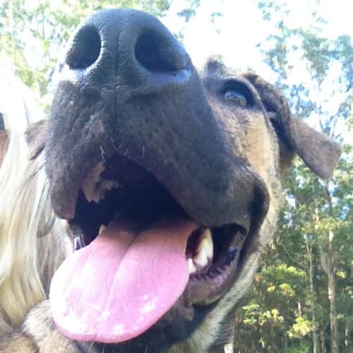 Macy (On Trial 11/1/15)