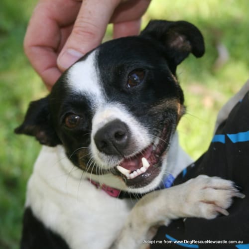 Missy (On Trial 7/1/15)~ sweet fox terrier
