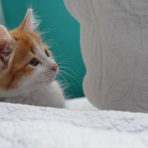 Basil