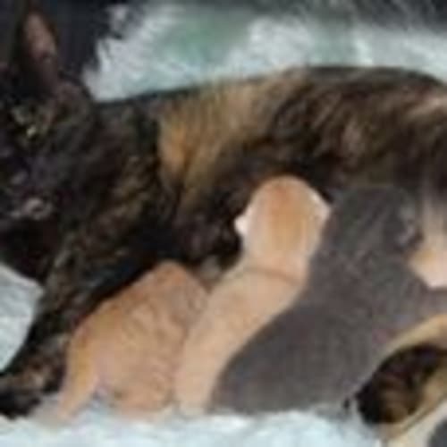 Uma Adoption fee $150.00