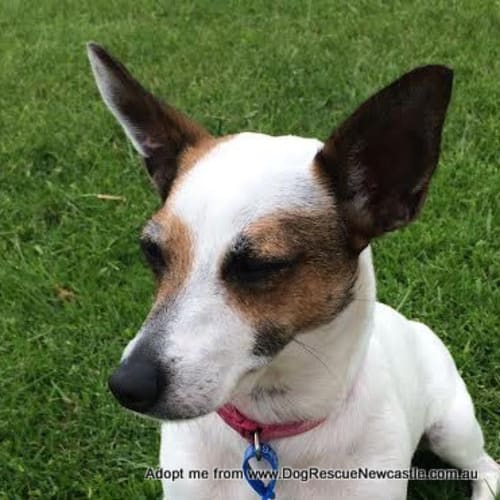 Tipsy (On Trial 11/1/15)~ calm female Jack Russell