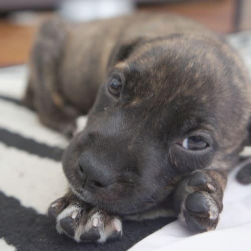 Eowin ~ On Trial 12/1/2015