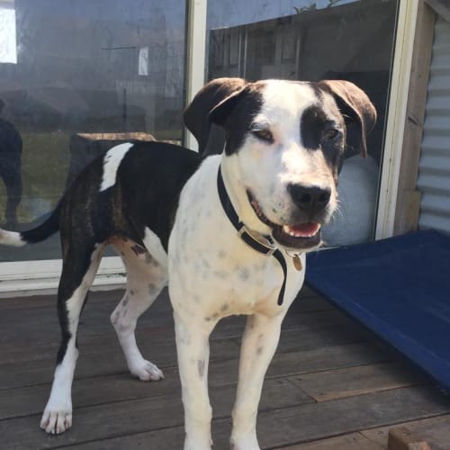 Sunny (On Trial 4/3/15) ~ loving, gentle Bull Arab