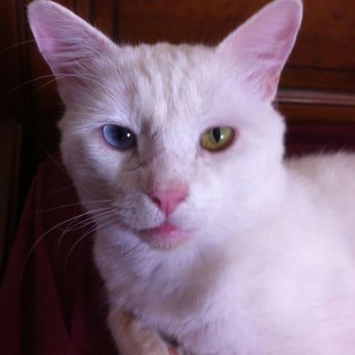 Archimedes