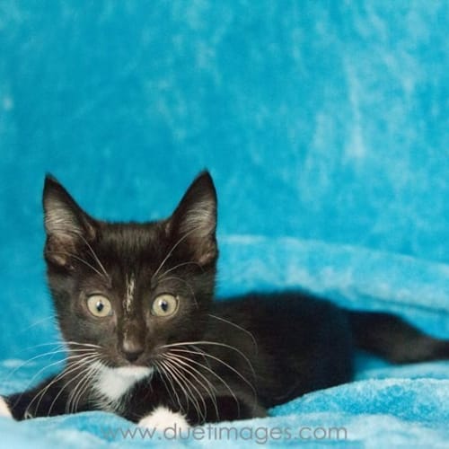 George **Adoption Day**