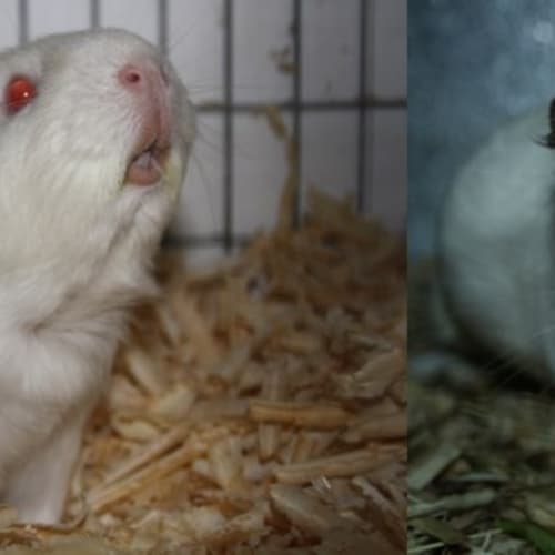 Toffee & Gretel (Red Flag)- (Golden oldie)