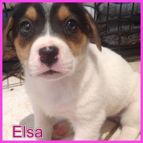 Elsa DL844