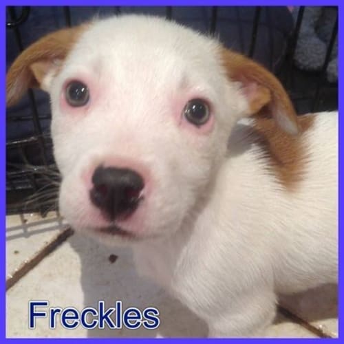 Freckles DL846