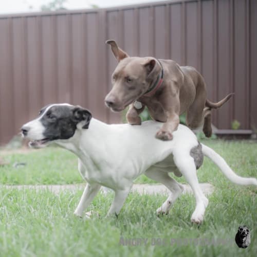 No photo for Bane ** Such A Lovely Natured Boy **