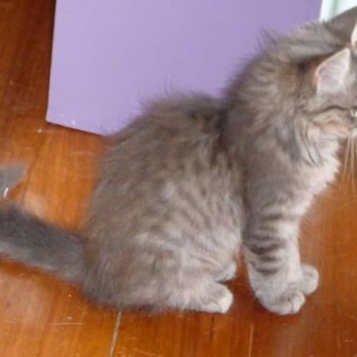 Cadmium ** Adoption Day**