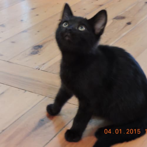 Onyx