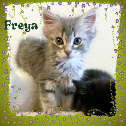 Freya