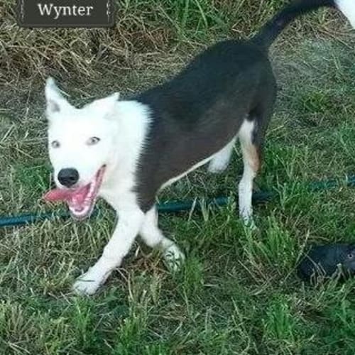 Wynter